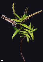 Veronica phormiiphila. Sprig. Scale = 10 mm.
 Image: M.J. Bayly & A.V. Kellow © Te Papa CC-BY-NC 3.0 NZ